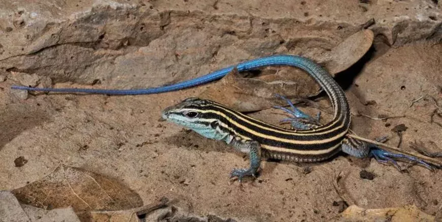 whiptail_lizard.webp