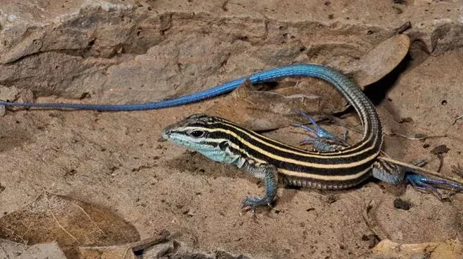 Image: Lizards and Other Critters of El Rio