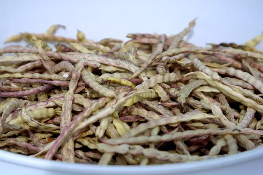 mesquite-pods-kendall-kroesen-5-ppt.webp