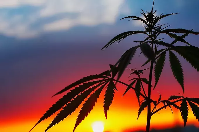 bigstock-cbd-oil-hemp-products-medicin-297449038.webp