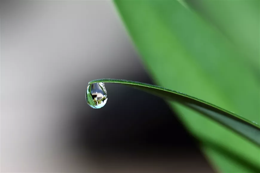 blade-of-grass-blur-bright-432786.webp