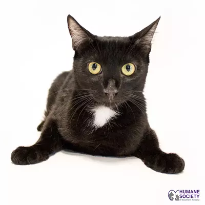Image: Minka Needs a Home
