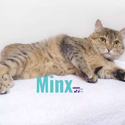 Image: Minx Needs a Home