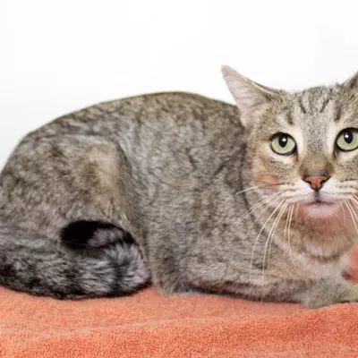Image: Miss Scarlett Needs a Home