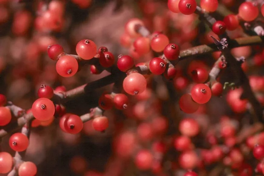 Desert Mistletoe