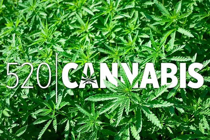 mmj_title_520cannabis.webp