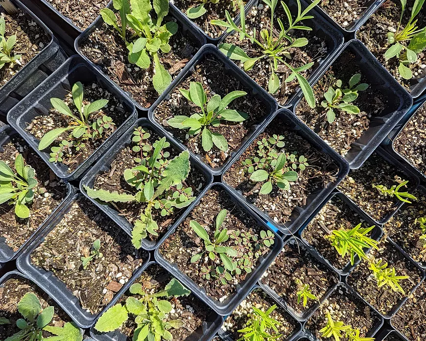 Veggie & Herb Starts at the Native Seeds/SEARCH Plant Sale