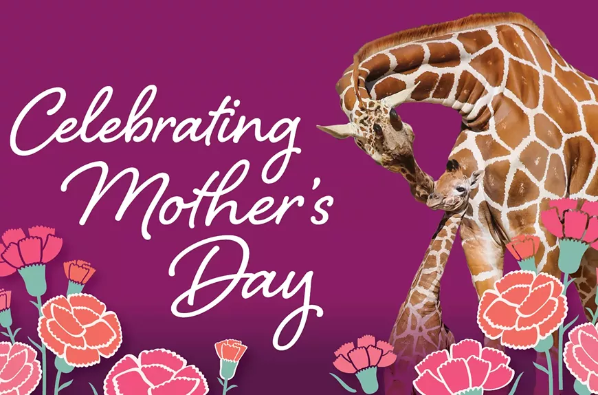 Celebrating Mother's Day at the Zoo