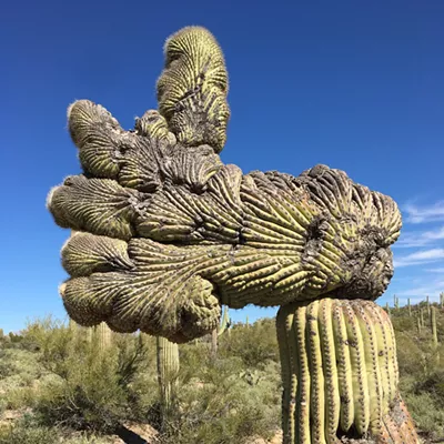 Image: The Daily Saguaro, Thursday 3/25/21