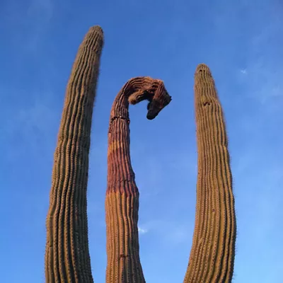 Image: The Daily Saguaro, Tuesday, 3/30/21