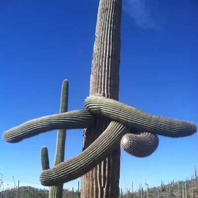Image: The Dail Saguaro, Sunday, 4/11/21