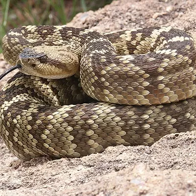 Image: Getting outside? Watch out for rattlesnakes