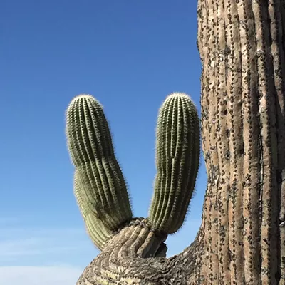 Image: The Daily Saguaro, Friday, 4/16/21