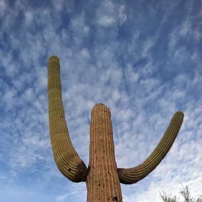Image: The Daily Saguaro, Monday, 4/19/21