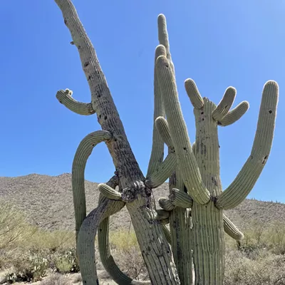 Image: The Daily Saguaro, Sunday 4/25/21