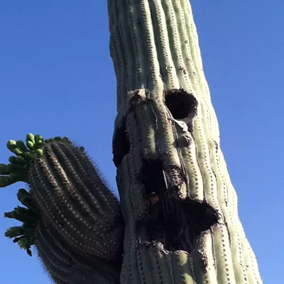 Image: The Daily Saguaro, Monday 4/26/21