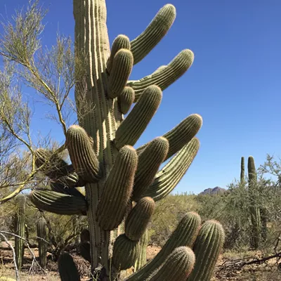 Image: The Daily Saguaro, Tuesday 5/4/21