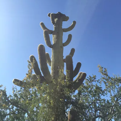 Image: The Daily Saguaro, Wednesday 5/5/21