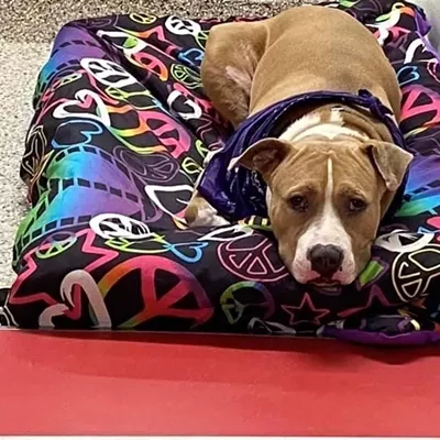 Image: PACC needs help making room for incoming pets