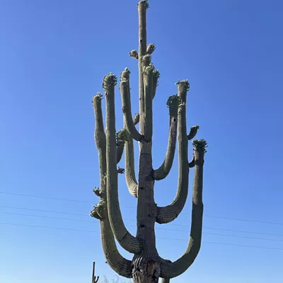 Image: The Daily Saguaro, Wednesday, 5/26/21