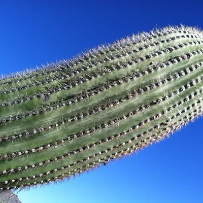 Image: The Daily Saguaro, Saturday 5/29/21
