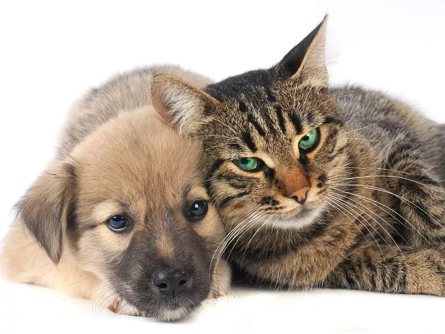 cats-and-dogs-960x720-5.webp