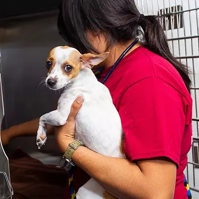 Image: PACC Drops Adoption Fees for Clear the Shelters drive