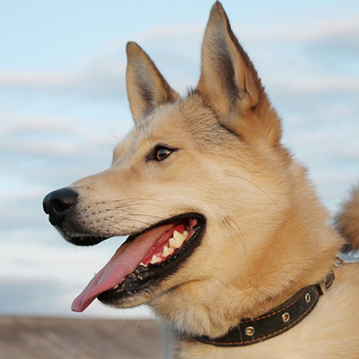 Image: PACC waiving pet adoption fees this weekend
