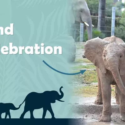 Image: Penzi’s Second Birthday Celebration