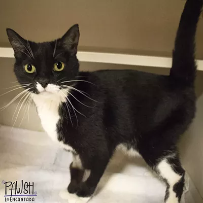 Image: Phantom Needs a Home