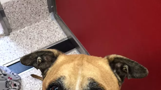 Image: Pima Animal Care Center Needs Foster Parents