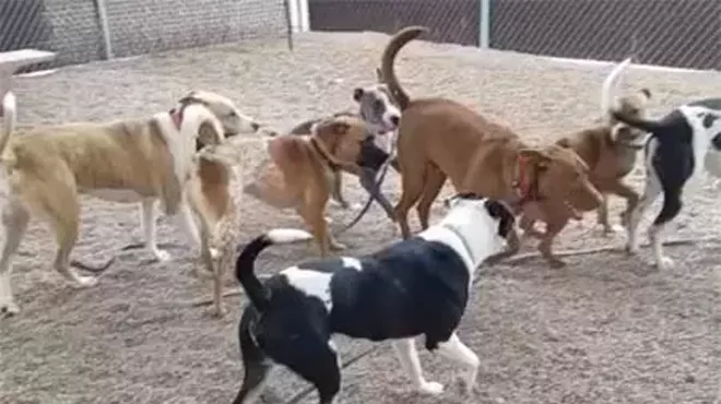 Image: Play Groups for Pups at PACC