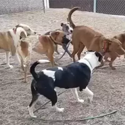 Image: Play Groups for Pups at PACC