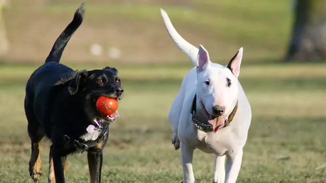 Image: Poop Patrol
