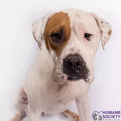 Image: Popeye Needs a Home