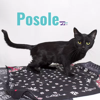Image: Posole Needs a Home