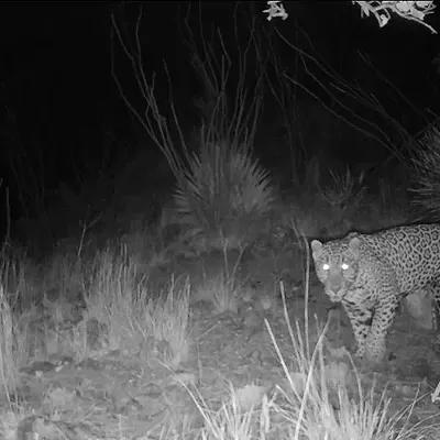 Image: Potential jaguar habitat at U.S.-Mexico border identified by University of Arizona researchers