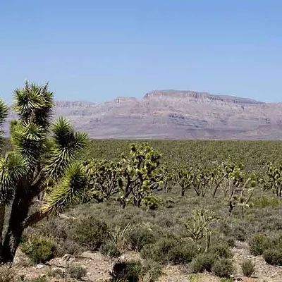 Image: Proposal to protect Joshua trees from climate change proves divisive