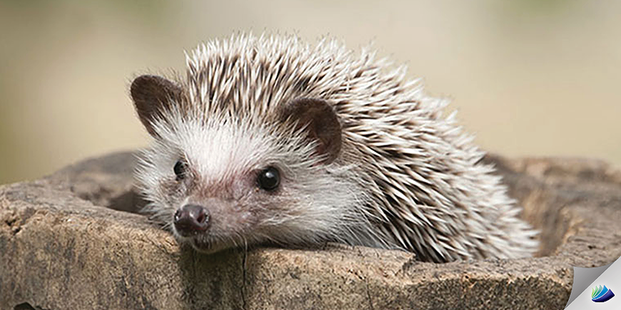 hedgehog__1_.png