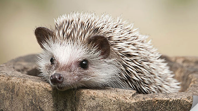 Image: Raising Hedgehogs (with Live Hedgehogs!)