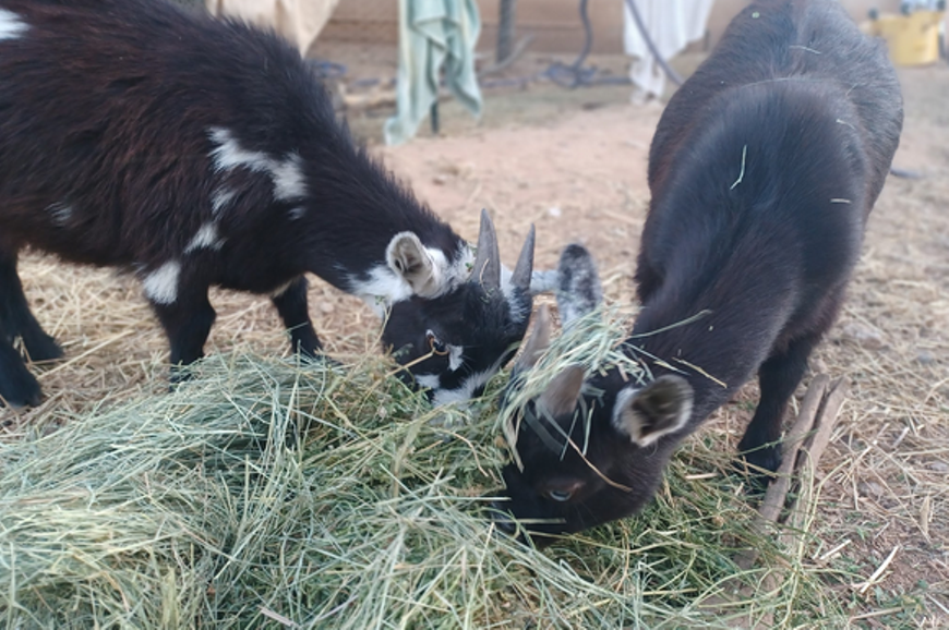 goats.png
