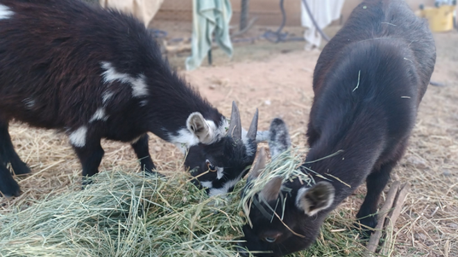 Image: Raising Nigerian Dwarf Goats (with Live Goats!)