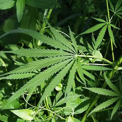 Image: Recreational Weed Prop Passes, Income Tax for Education Has a Big Lead