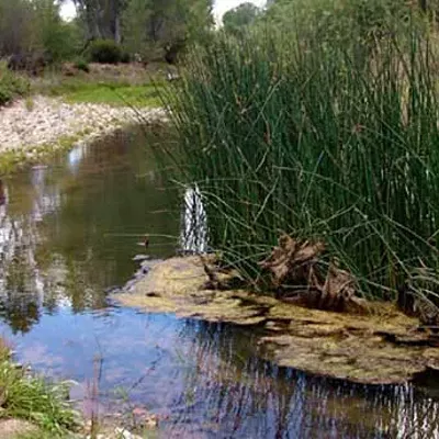Image: San Pedro River, squeezed by growing population, is subject of multiple lawsuits