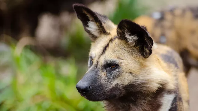 Image: Star Power: Reid Park Zoo’s Summer Safari Nights celebrate the Dog Days