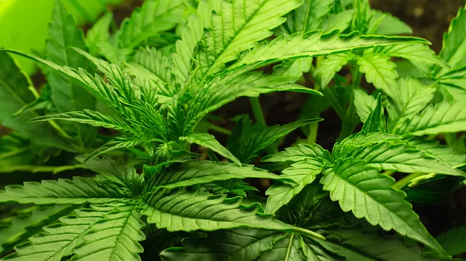Image: Step-by-step guide to choosing weed