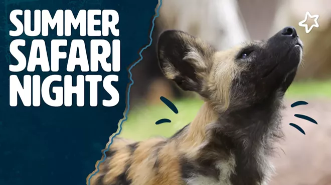 Image: Summer Safari Nights 2023