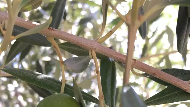 Image: Tasting History: Olives