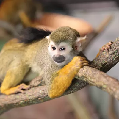 Image: Temple of Tiny Monkeys to Open Saturday