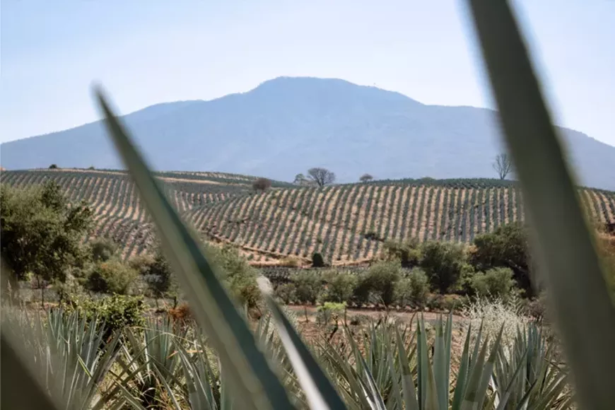 Tequila Ocho Agave Heritage Dinner